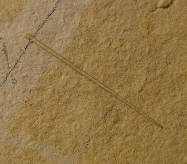 Polycidaris nusplingensis GRAWE-BAUMEISTER et al. 2000 - Bild © FossNet FossilienStore